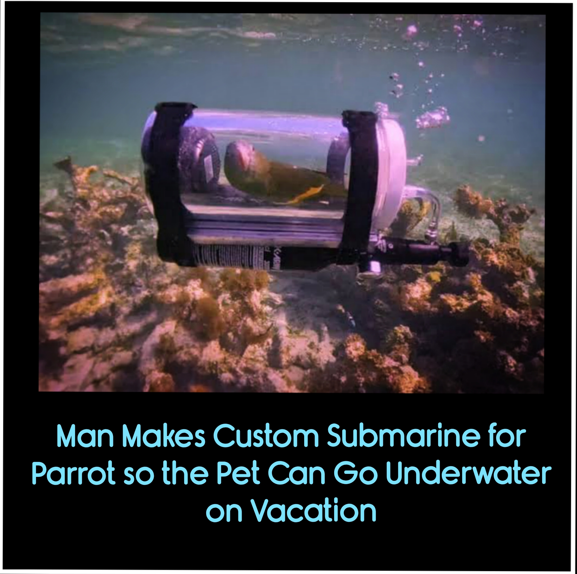 Colorful parrot perched on a branch