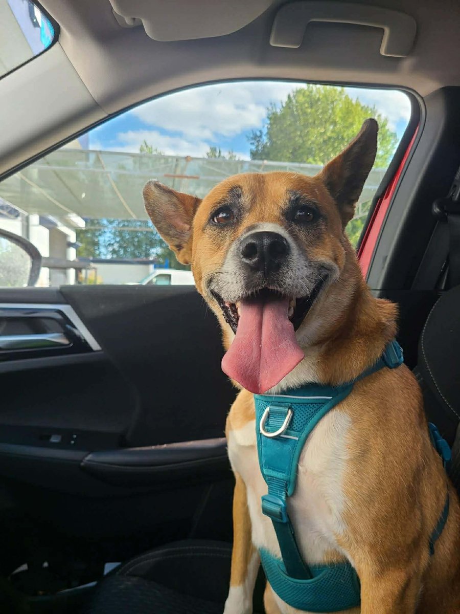 Sable smiling with her tongue out in the car, wearing a teal harness