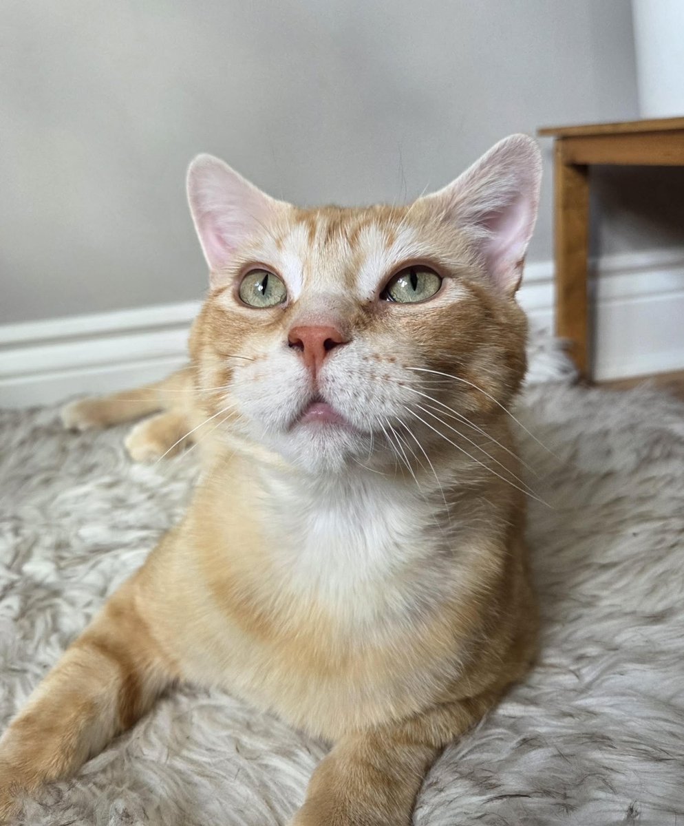 Squeaky Cheese, an orange tabby cat with green eyes, looking up from a fluffy rug