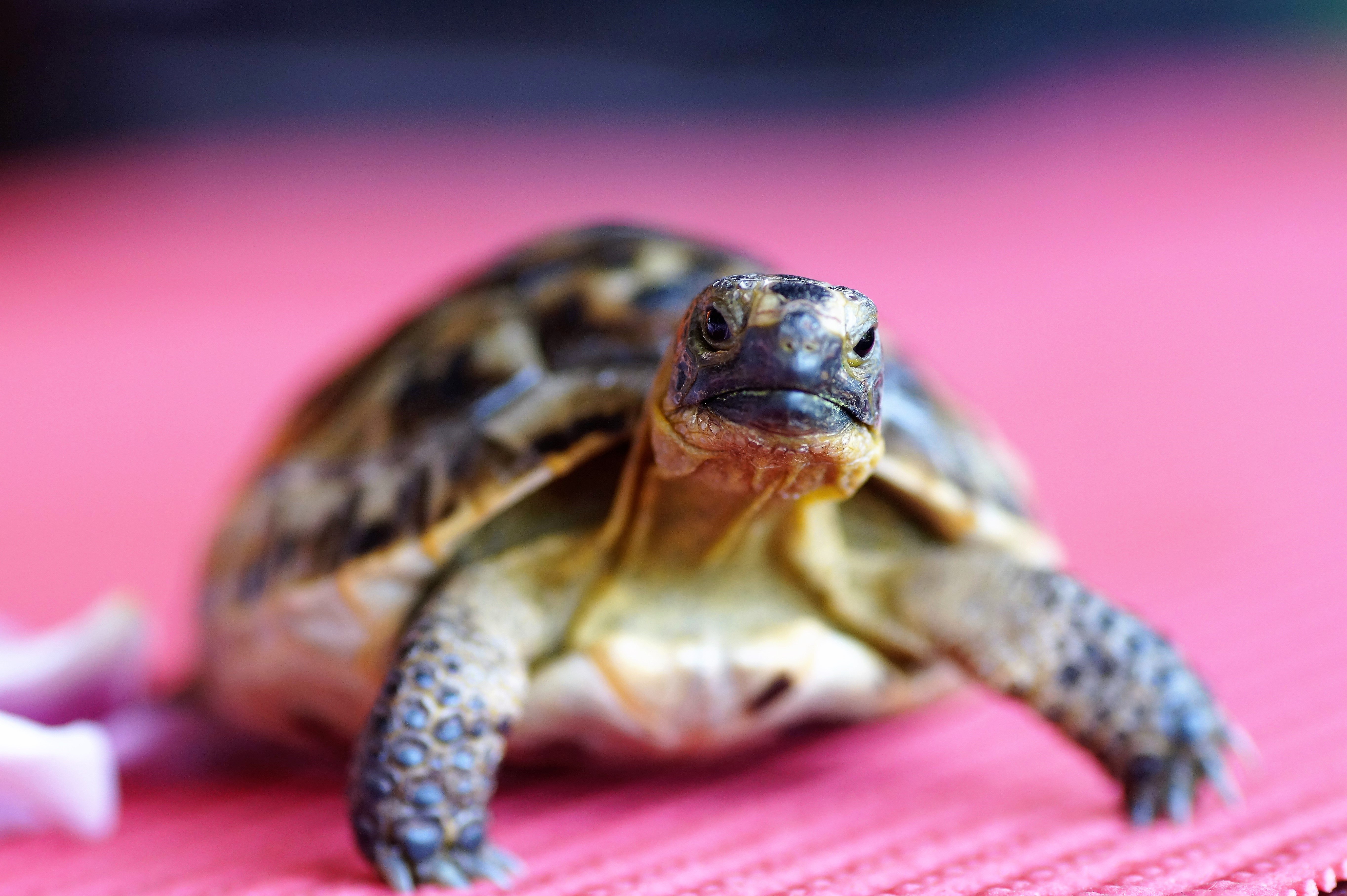 Turtle resting on a rock