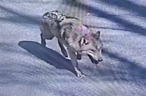 Neukgu Spotted after Six Days, Escapes Again